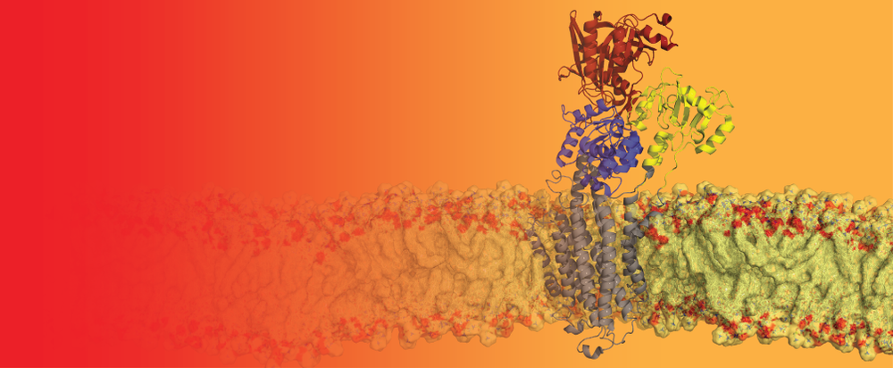 Maike Bublitz Membrane Protein Research